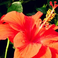 木槿花花卉头像图片第1张