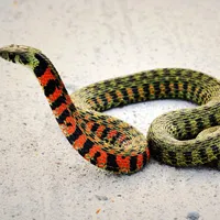 蛇的QQ头像第1张