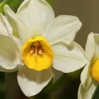 淡雅的水仙花QQ头像图片第1张