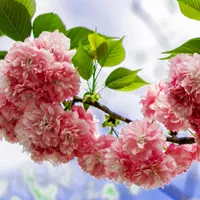 蔷薇科灿烂樱花QQ头像图片第1张