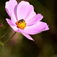 淡雅格桑花QQ头像图片第1张