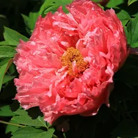 国花牡丹花头像图片高清6P第1张