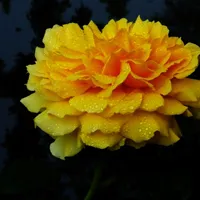 月季花花卉图片头像第1张