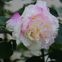 清新的月季花图片头像第1张