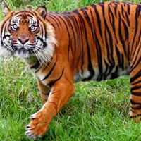 霸气老虎QQ头像第1张