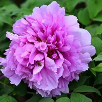 牡丹花高清头像图片第1张