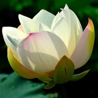 清新微信头像荷花第1张