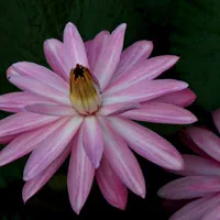 睡莲高清头像图片第1张