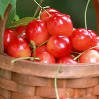 樱桃高清头像第1张