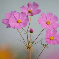 波斯菊花朵头像图片第1张