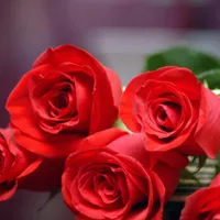 鲜艳玫瑰花头像图片第1张