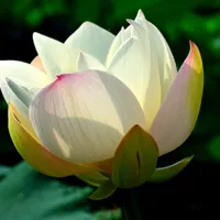 荷花清新图片头像第1张