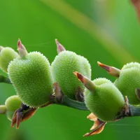 南京玄武湖植物摄影图片头像第1张