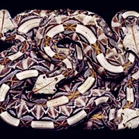 看了就害怕的冷血动物蛇头像图片第1张