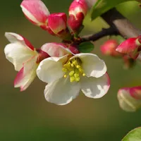 近拍花朵头像图片第1张