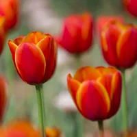 郁金香花朵头像第1张