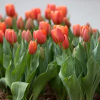 郁金香头像第1张