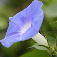 牵牛花高清微距特写头像图片第1张