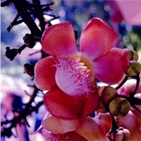 各类清新系梦幻花草唯美头像第1张