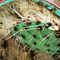 自己种植的小清新植物头像第1张