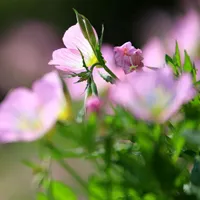 好看的月见草花朵头像图片第1张
