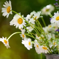 奇姿异态纷呈美不胜收的花朵头像图片第1张