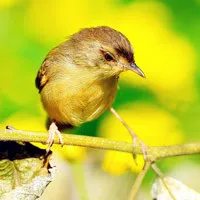 小鸟柳莺头像图片第1张