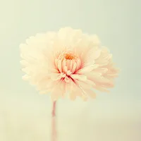 清新lomo花朵头像第1张