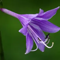 百合科紫玉簪QQ头像图片第1张