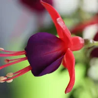 清新花朵头像第1张