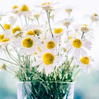 微信花卉头像第1张