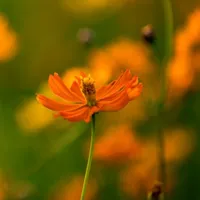 唯美的波斯菊小清新花朵头像图片第1张