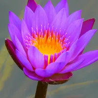 唯美好看绽放的睡火莲花卉QQ头像图片第1张