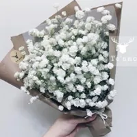 满天星花朵图片头像第1张