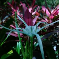 唯美花卉蜘蛛兰图片头像第1张