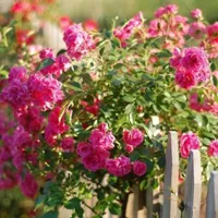 百花盛开的唯美花朵头像图片第1张