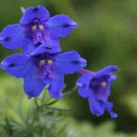 适合做微信头像的花卉图片第1张