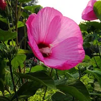 微信头像美丽的花第1张