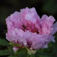 牡丹花头像第1张