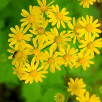 微信头像菊花图片第1张