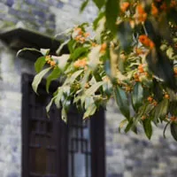 淡雅花香八月桂花QQ头像第1张