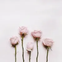 唯美微信花朵头像第1张