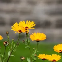 淡雅小雏菊花朵QQ头像图片第1张
