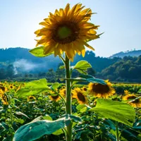 适合头像的向阳花图片第1张