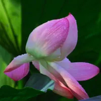 莲花图片头像第1张