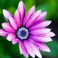 干净美丽的花朵头像图片第1张