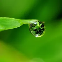 苍翠清新植物高清唯美头像图片第1张