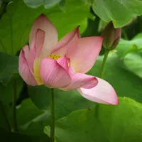 美丽的荷花微信头像第1张