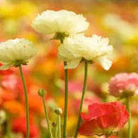 花丛自然风景唯美图片头像第1张