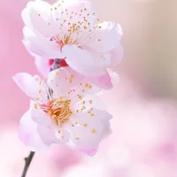 好看唯美鲜花头像第1张